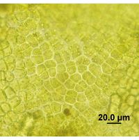 Ulva flexuosa