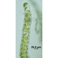 Ulva flexuosa