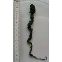 Ulva flexuosa
