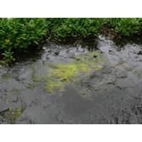 Ulva flexuosa