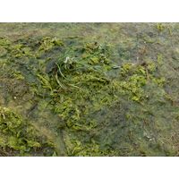 Ulva flexuosa