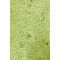 Ulva flexuosa