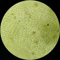 Ulva flexuosa