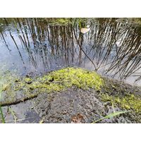 Ulva flexuosa