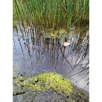 Ulva flexuosa