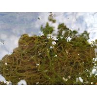 Ulva flexuosa