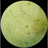 Ulva flexuosa