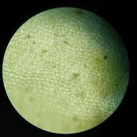 Ulva flexuosa