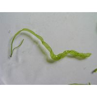 Ulva intestinalis