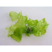 Ulva lactuca