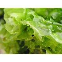 Ulva lactuca