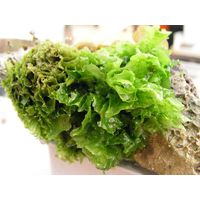 Ulva lactuca
