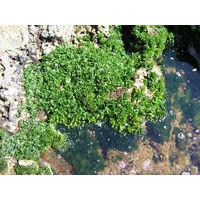 Ulva lactuca