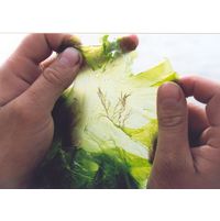 Ulva lactuca