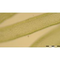 Ulva lactuca forma Enteromorpha inestinalis