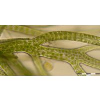 Ulva lactuca forma Enteromorpha inestinalis
