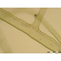 Ulva lactuca forma Enteromorpha inestinalis