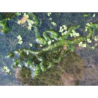 Ulva intestinalis