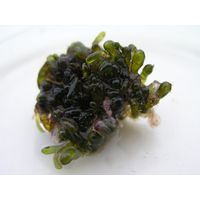 Valonia utricularis