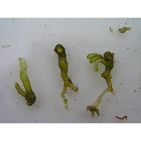 Valonia utricularis