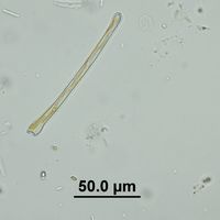 Actinella punctata