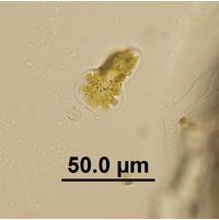 Amphiprora ornata