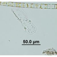 Amphiprora ornata