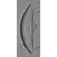 Amphora lybica