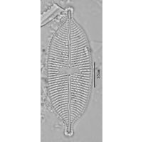 Aneumastus tusculus