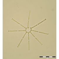 Asterionella formosa