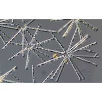 Asterionella formosa