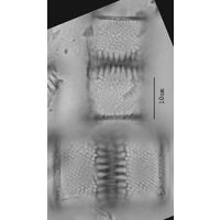 Aulacoseira valida