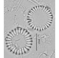 Aulacoseira valida
