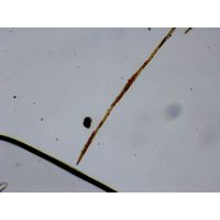 Bacillaria paxilifer