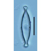 Brachysira neoexilis