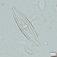 Brachysira brebissonii