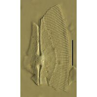 Caloneis amphisbaena