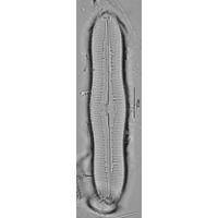 Caloneis silicula