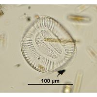Camptylodiscus clypeus