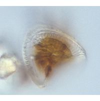 Campylodiscus