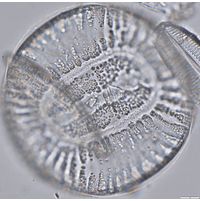 Campylodiscus clypeus