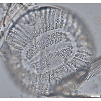 Campylodiscus clypeus