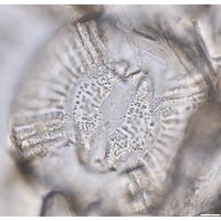 Campylodiscus clypeus