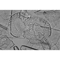 Campylodiscus clypaeus