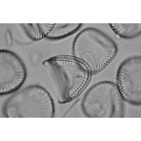 Campylodiscus noricus