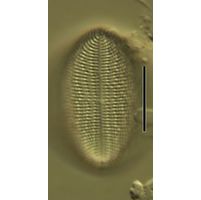 Cocconeis pediculus