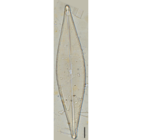 Craticula cuspidata