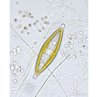 Craticula cuspidata