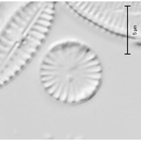 Cyclotella atomus