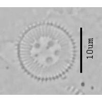 Cyclotella krammeri